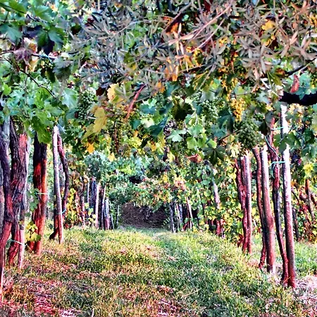 Lägenhet Charming With Air Conditioning In - 35 Sqm Gragnano